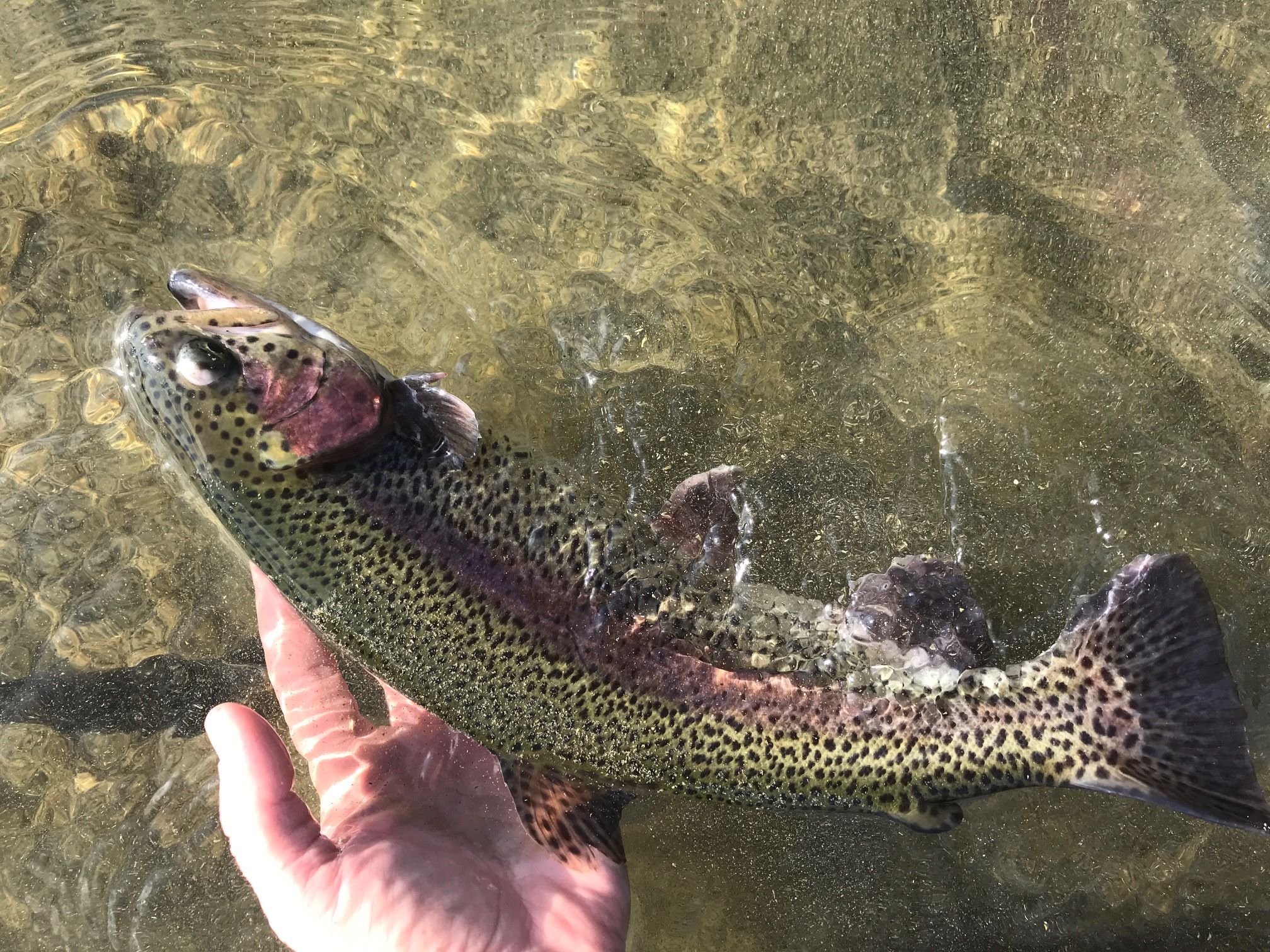 Fish Stocking Aquatic Biologists, Inc.