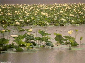 Floating Weeds Aquatic Biologists Inc