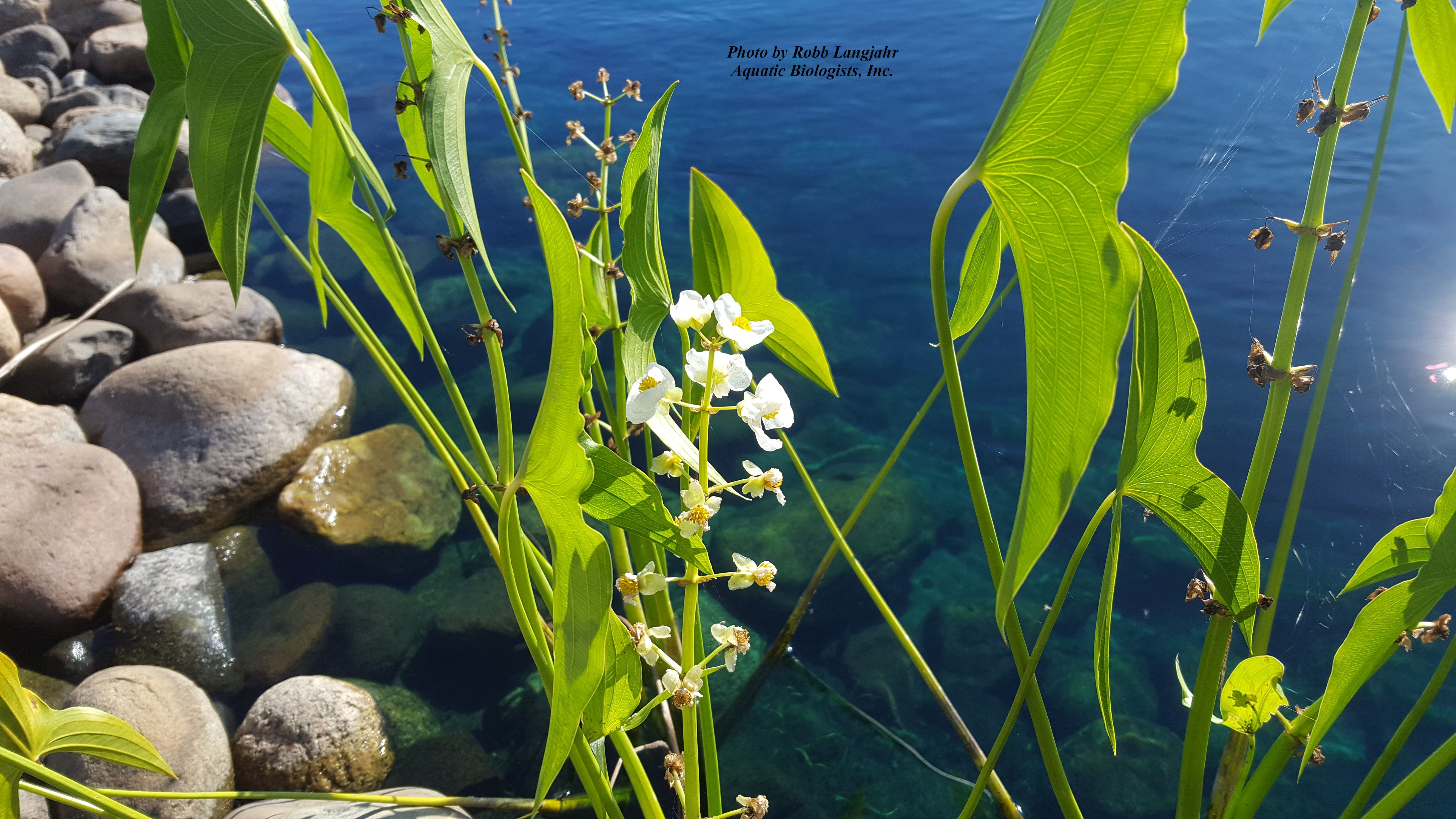 beneficial aquatic plants | aquatic biologists, inc.