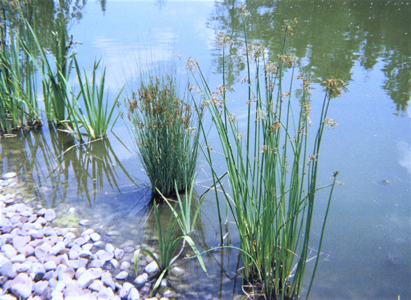 Beneficial Aquatic Plants Aquatic Biologists Inc