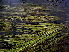 cd-84-z5-water-celery-submerged-plant-tape-grass-.jpg
