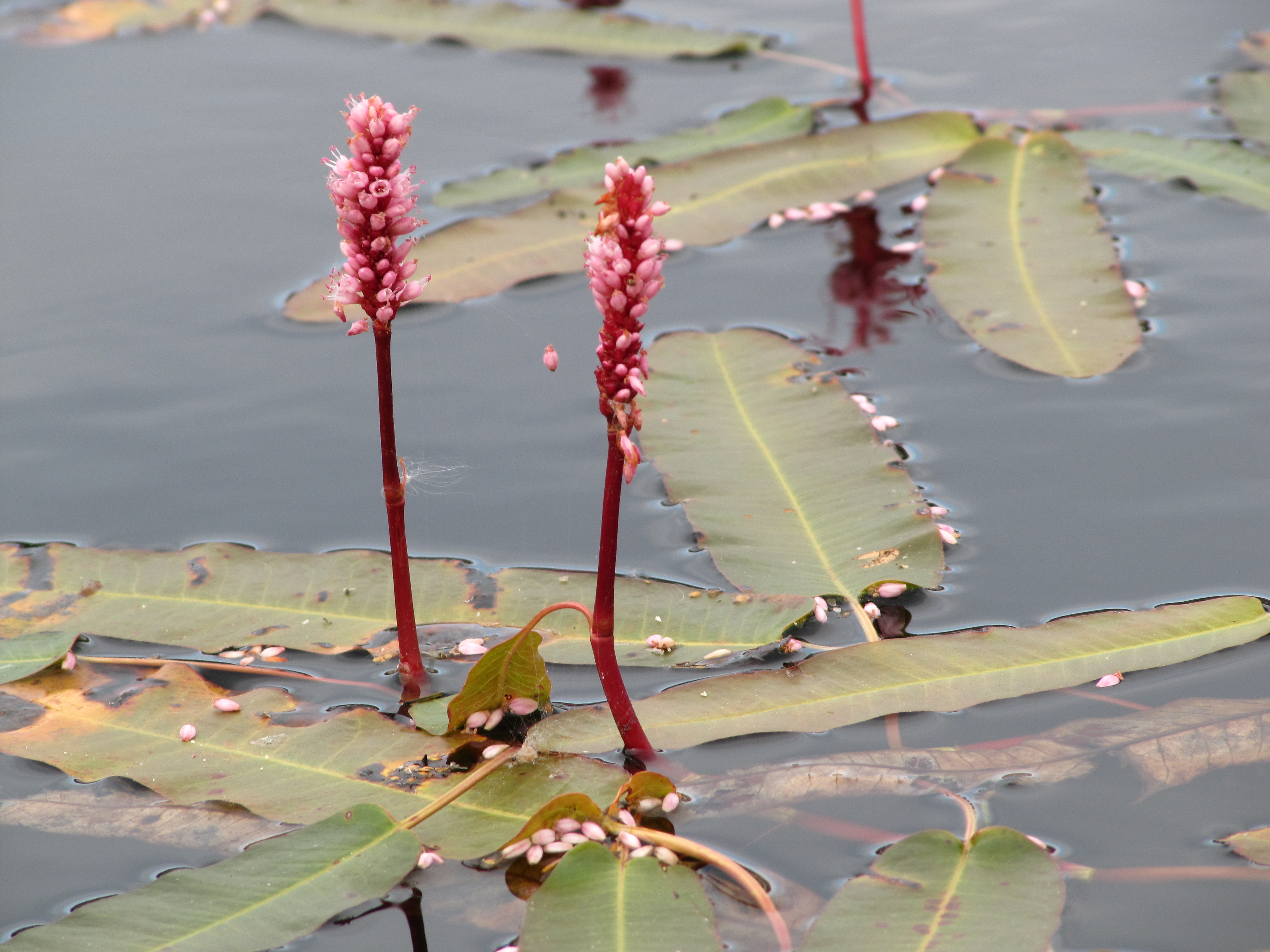 Beneficial Aquatic Plants Aquatic Biologists Inc Beneficial Aquatic Plants Aquatic Biologists Inc