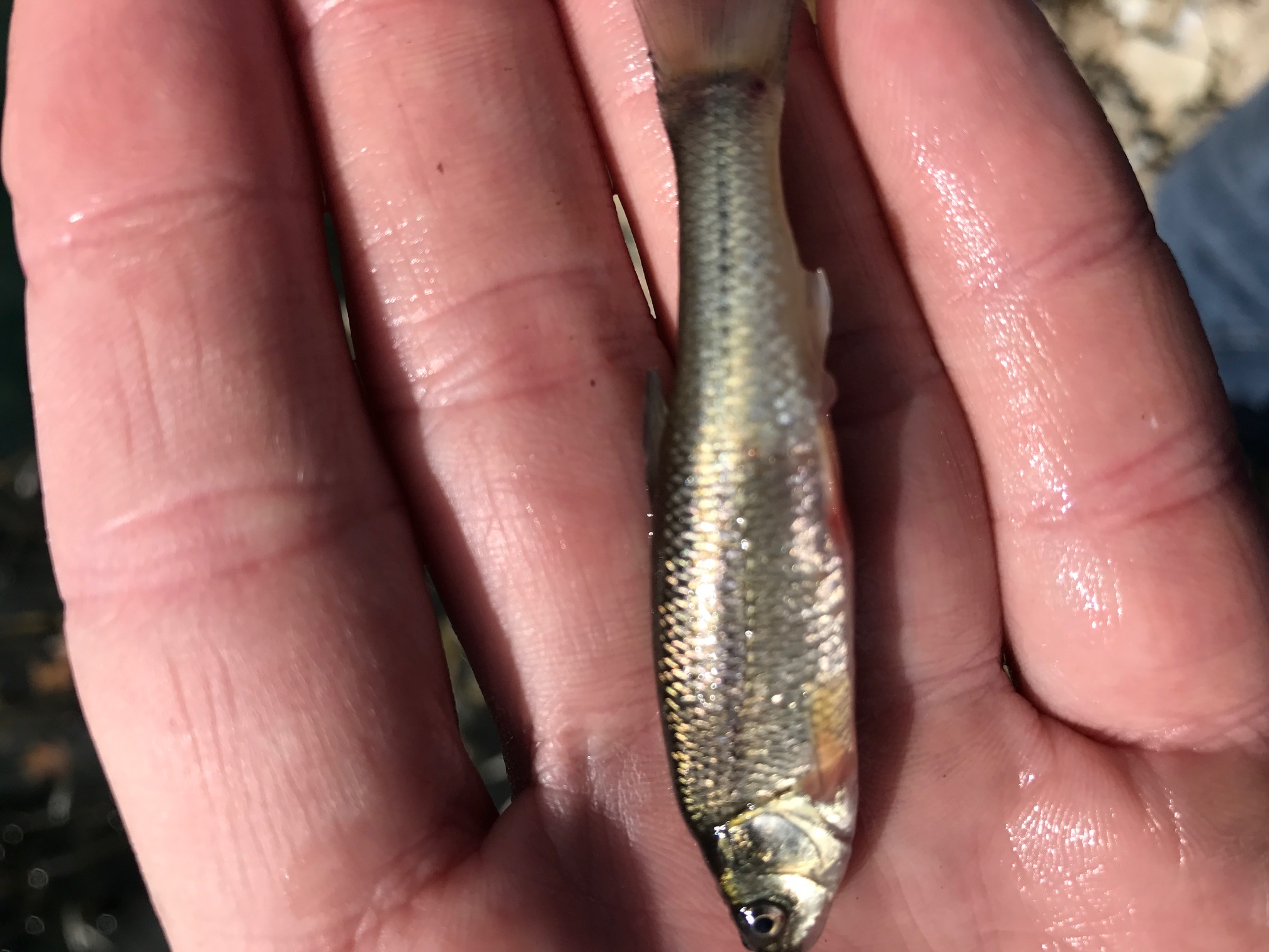 Fish Stocking Ca 72 - rwhpcqt