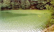 planktonic-algae-bloom-190x111.jpg