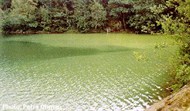 planktonic-algae-bloom planktonic-algae-bloom-190x111.jpg