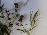 sago-pondweed-190x142.jpg