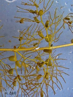 utricularia-vulgaris-002p.jpg