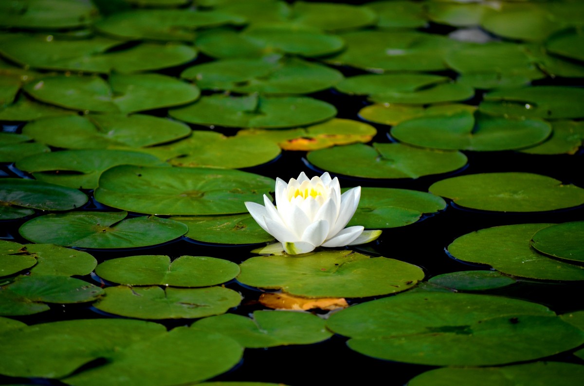 white-water-lily.jpg
